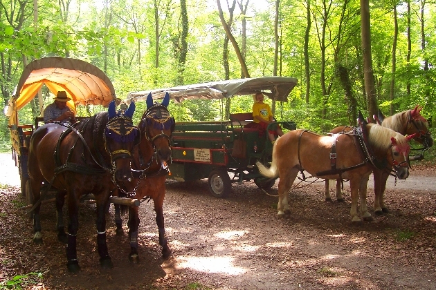 Bild 080.jpg - Kutschfahrt durch das Naturschutzgebiet Taubergießen beim Europa-Park Rust